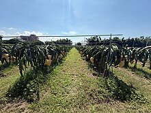 外埔水美田｜地勢平坦｜現種火龍果