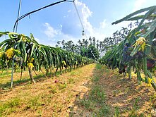 信實恬🍭南投延平國小旁千坪火龍果農地‼️價可談