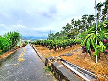 信實恬🍭南投延平國小千坪火龍果農地❗️可半塊出售