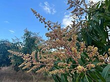 【T】花蓮瑞穗小坪數都內農地UF1471