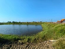 7股超俗超美可養蝦魚塘加庄內農地