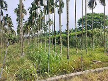 長治繁興田嶼(2.7分)