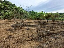 苗栗三灣大坪林臨溪 假日休閒美農地