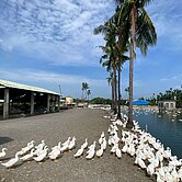 內埔鴨池I合法飼養證