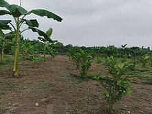 眺望大武山自建優選農地