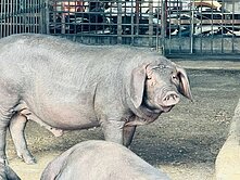 九如1甲合法水簾豬舍		