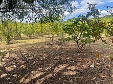 大溪正20米石園路大面寬 一般農