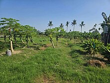 大樹大庄村邊農地