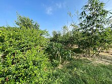 歸仁崙頂近高鐵307方正臨路美農地