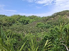 玉井九層林國小9分菓園林地吉售【後甲S096】