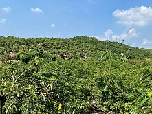 玉井九層林二甲老欉芒果園