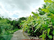 💰內門區溝坪段山坡地保育區農牧用地~碳權使用