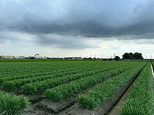 🔥出價談★彰化埔鹽農地★有電有水通路地面平整🔥