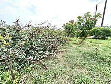 近岡山⭐一般農⭐有水有電💎前後有路