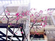 🔺滿租中➡️八套房收租、12年屋、有電梯