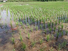 台鐵紅線皮寮段美農地