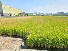 花壇車站旁方正都內田