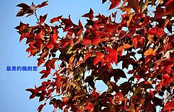 ㊣台中最美楓樹別墅●景棠寬心~合心百分百美宅