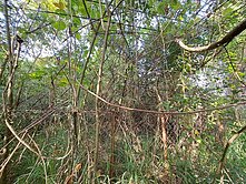 近大社路#高鐵高架道旁#區段徵收持分大地坪土地#專