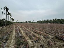 茄冬昌東段農地
