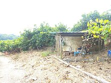 楠西租賃地種愛文年收約60萬以上-H012