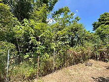 豐陽國中方正農地