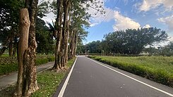 專售~百顆落羽松森林只售公告現值價