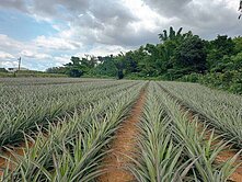 東義路雙面路景觀都計農地