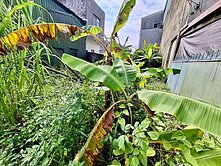 左鎮近蔗埕公園低總價建地 