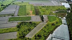 ❤️可宸❤️(專)低價入手強勢增值一般農