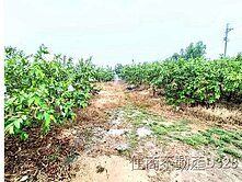 **近龜丹溫泉優質漂亮4.6分農地~