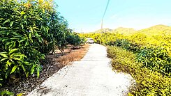 **近龜丹溫泉優質漂亮4.6分農地~