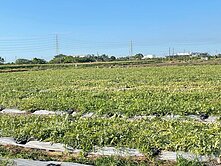 新市南科科學園區旁增值性強都內農地