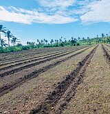 東河鄉近省道 臨路大面寬 風景區旱地.