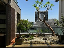 ☀️專簽☀️頂美近10米面寬、泳池電梯豪墅