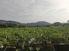 燕巢金山路旁雙面臨路大地坪農地