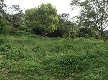 101金城郊區一條根產地沃土