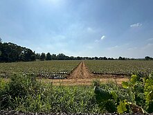 大路關樂園、賽嘉公園旁、山湖觀高球場旁大面積農地