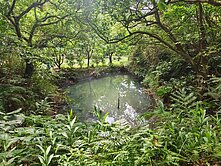 關西開心農場近石門水庫