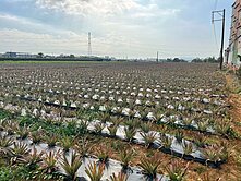 大樹瓦厝路大車可/雙面臨路大坪數地平坦