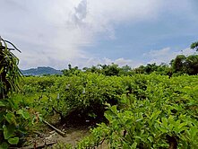 低實價登錄、低於公告現值，燕巢農保地