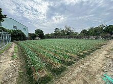新港埤子頭彩繪村大面寬建地