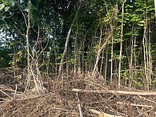 六堆客家文化園區一般農地