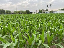 《鹽水》牛墟市集┃都計內農地+建地