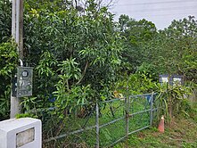 近楊梅交流道便宜都內田