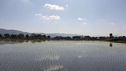 花蓮*鳳林*近兆豐農場台九線上大坪農地B1120