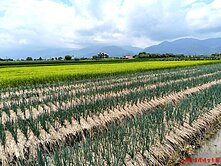 三星蔥寶寶二分半農地🌱新樂園五結店