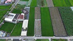 專~美濃龍肚小旁優質方正農地