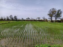 山東國小380坪農地