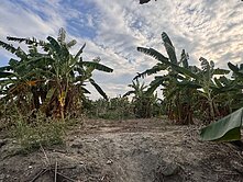 阿蓮土庫🏆雙面臨路三角窗🍎大面寬農地